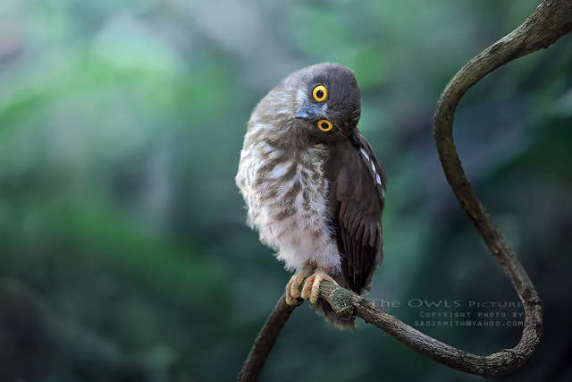 Shangrala's Owl Photography