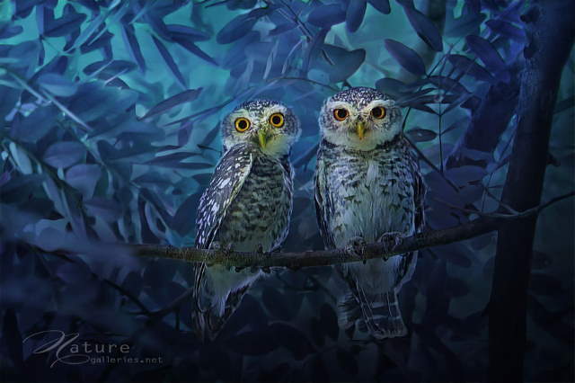 Shangrala's Owl Photography