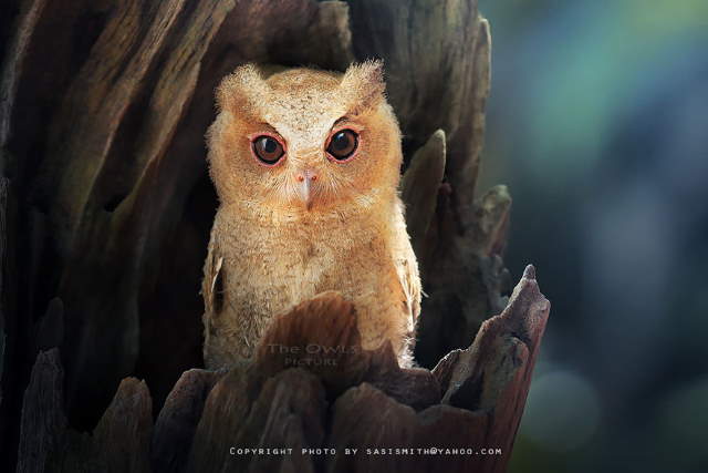 Shangrala's Owl Photography