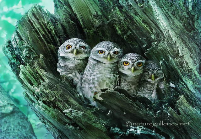 Shangrala's Owl Photography