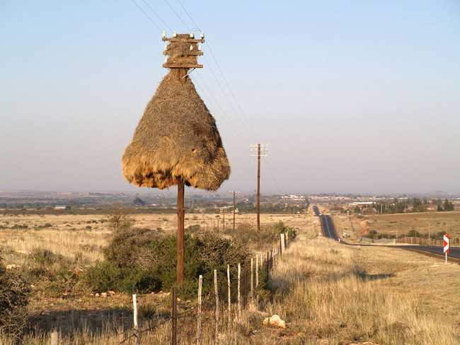 Shangrala's Animal Architects