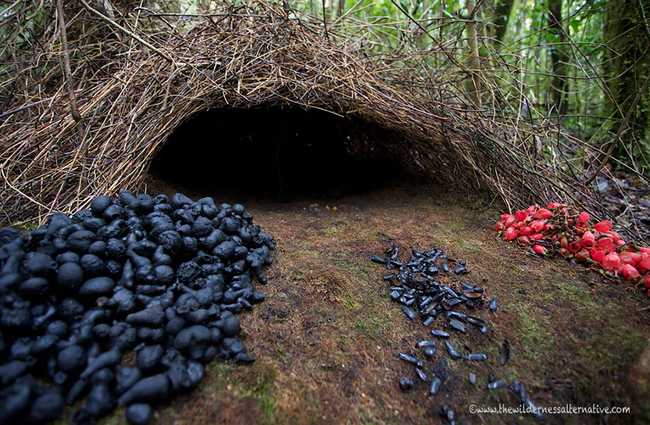 Shangrala's Animal Architects