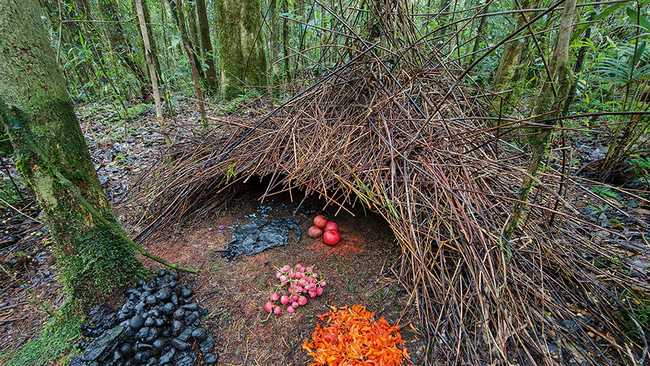 Shangrala's Animal Architects