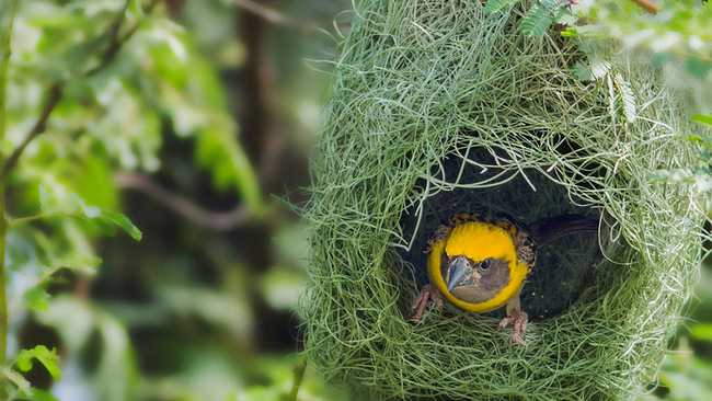 Shangrala's Animal Architects