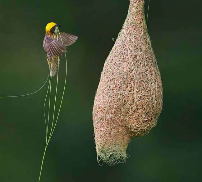 Shangrala's Animal Architects