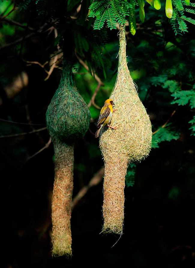 Shangrala's Animal Architects