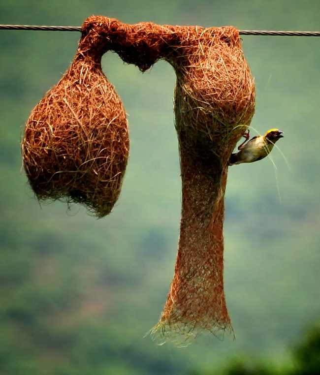 Shangrala's Animal Architects