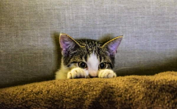 Shangrala's Adorable Kittens