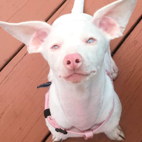 Shangrala's Piglet The Pink Puppy