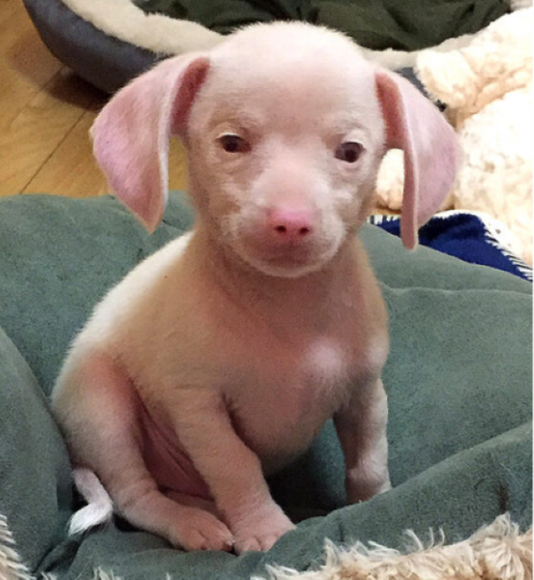 Shangrala's Piglet The Pink Puppy