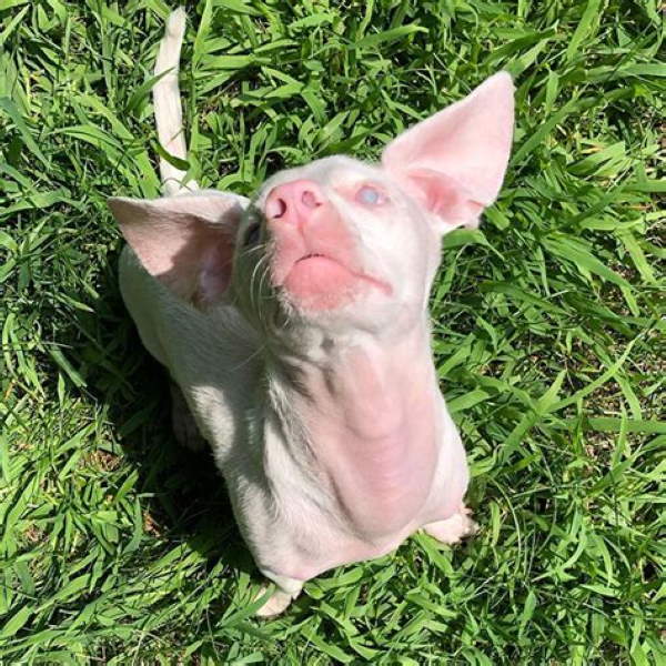 Shangrala's Piglet The Pink Puppy
