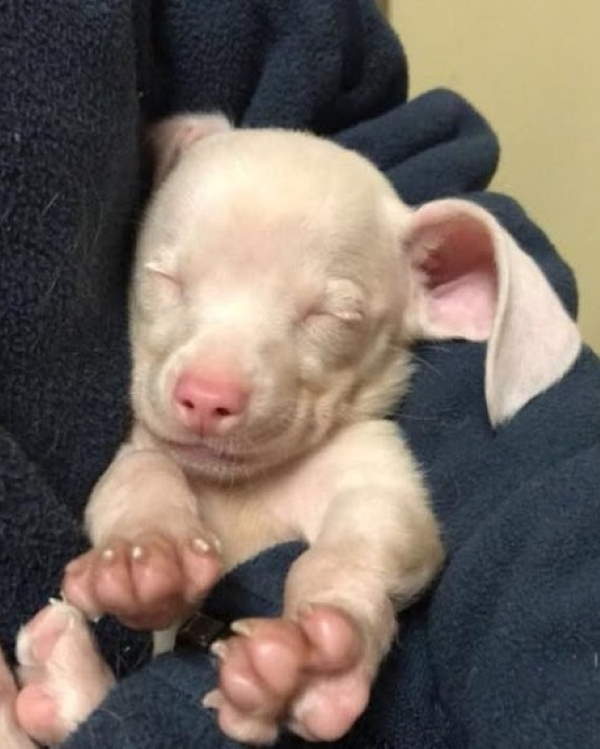 Shangrala's Piglet The Pink Puppy