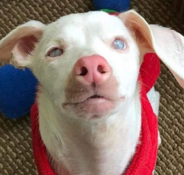 Shangrala's Piglet The Pink Puppy