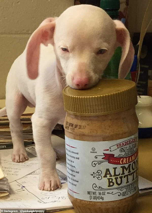 Shangrala's Piglet The Pink Puppy