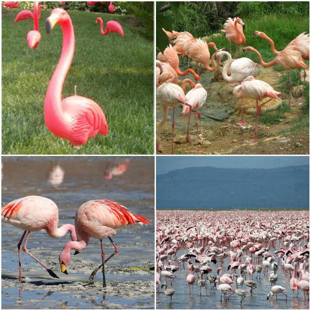 Shangrala's Pretty In Pink