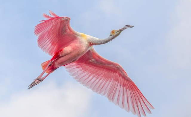 Shangrala's Pretty In Pink