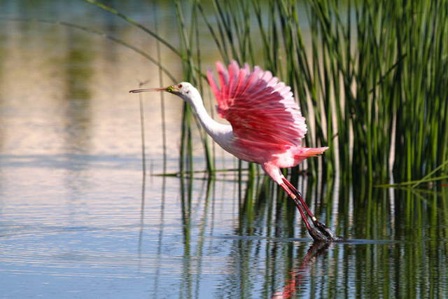 Shangrala's Pretty In Pink