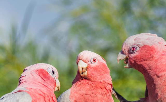 Shangrala's Pretty In Pink