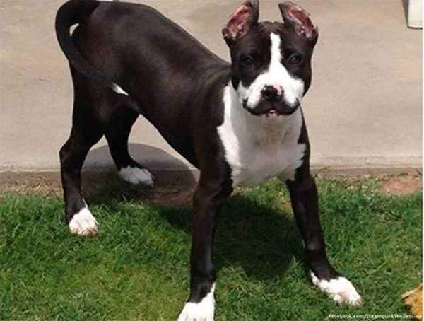 Shangrala's Beautiful Rare Dogs