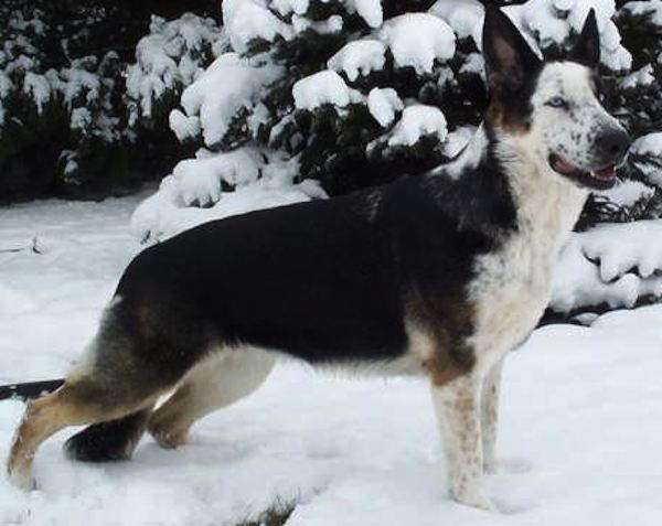 Shangrala's Beautiful Rare Dogs