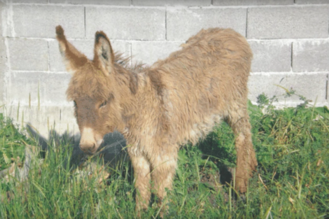 Shangrala's Wolf And Donkey
