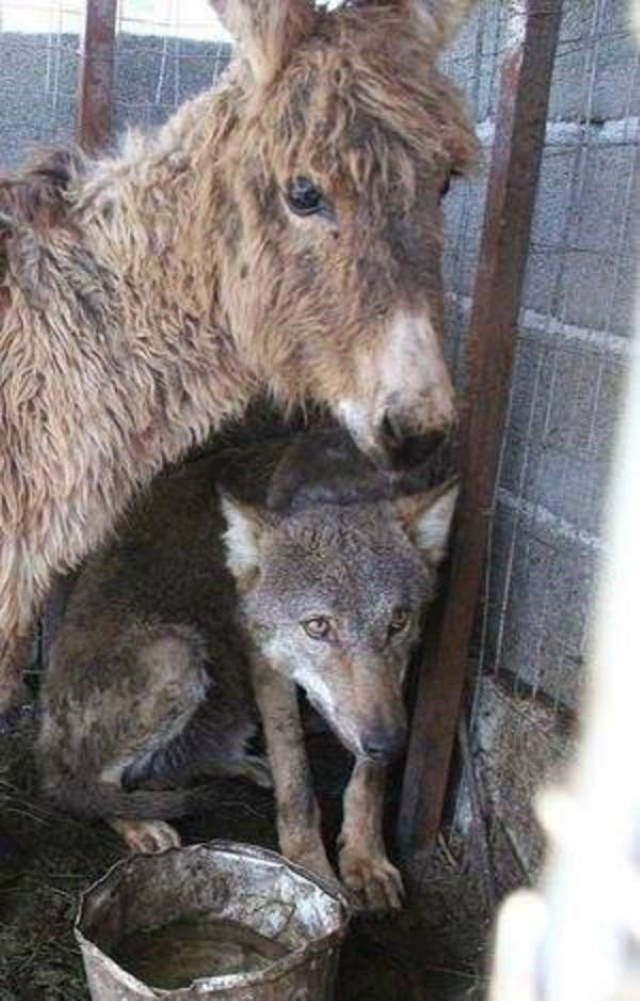 Shangrala's Wolf And Donkey