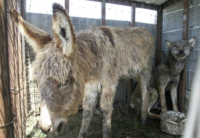 Shangrala's Wolf And Donkey