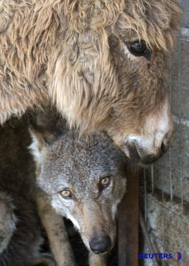 Shangrala's Wolf And Donkey