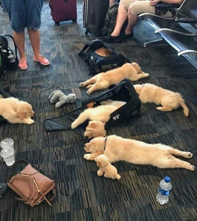 Shangrala's Airport Moments