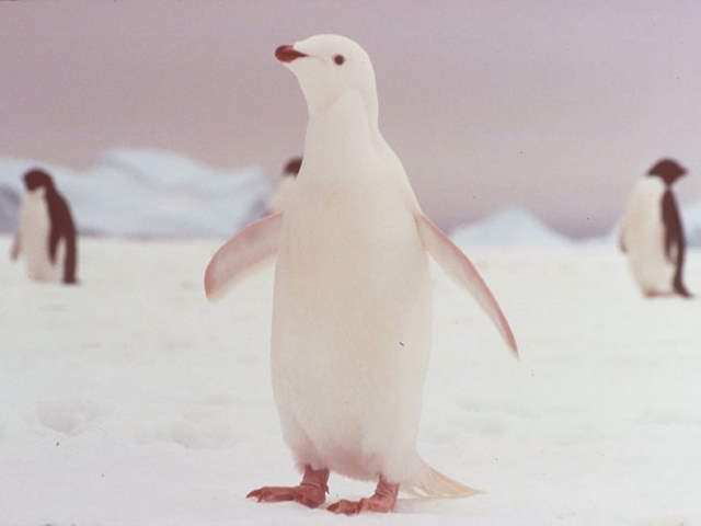 Shangrala's Amazing Albino Animals 2