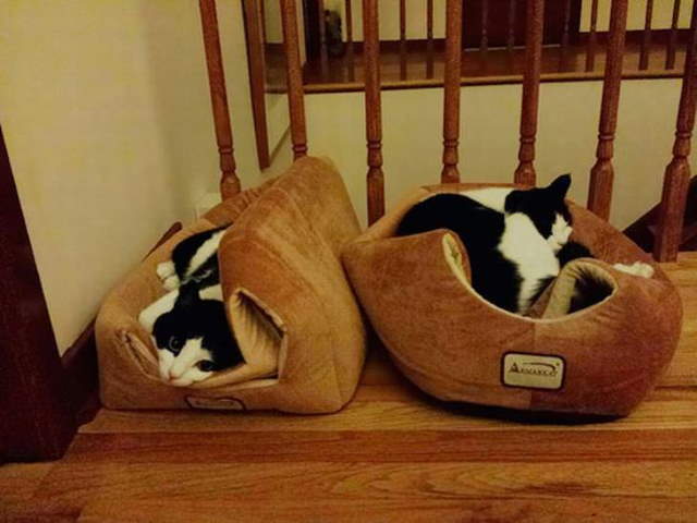 Shangrala's Cat Logic!