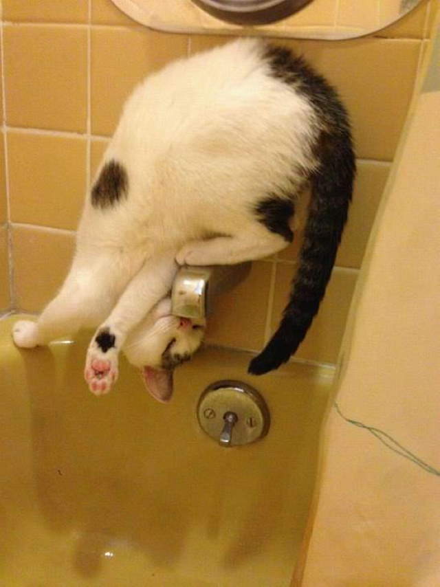 Shangrala's Cat Logic!