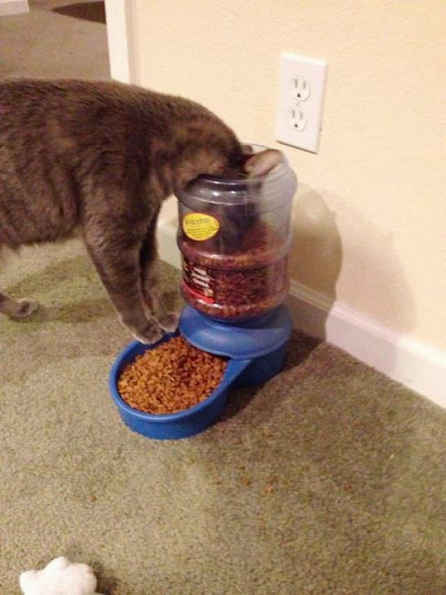 Shangrala's Cat Logic!