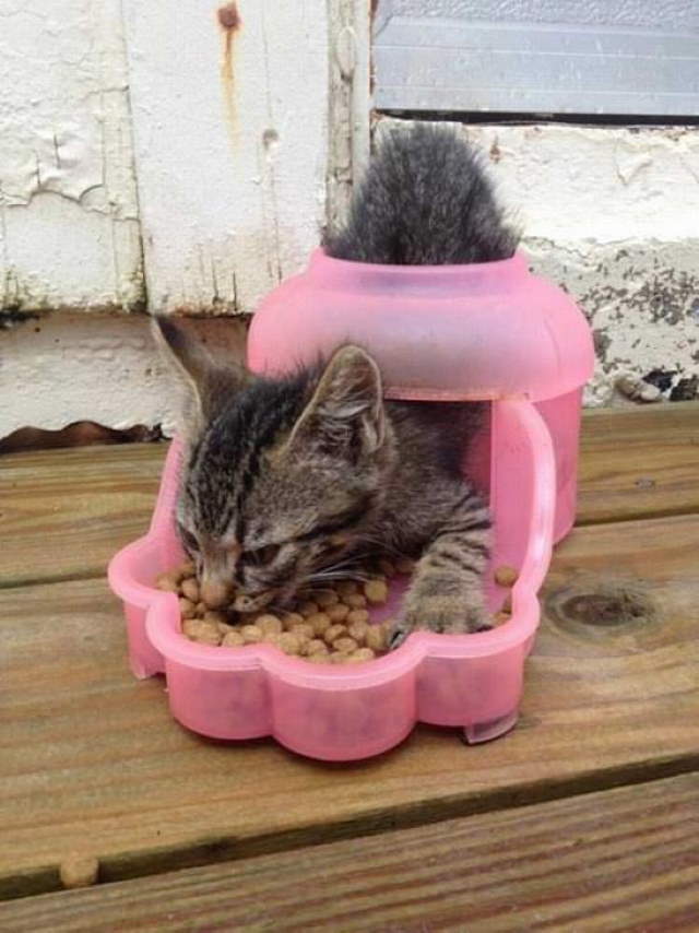 Shangrala's Cat Logic!