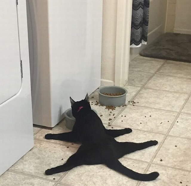 Shangrala's Cat Logic!