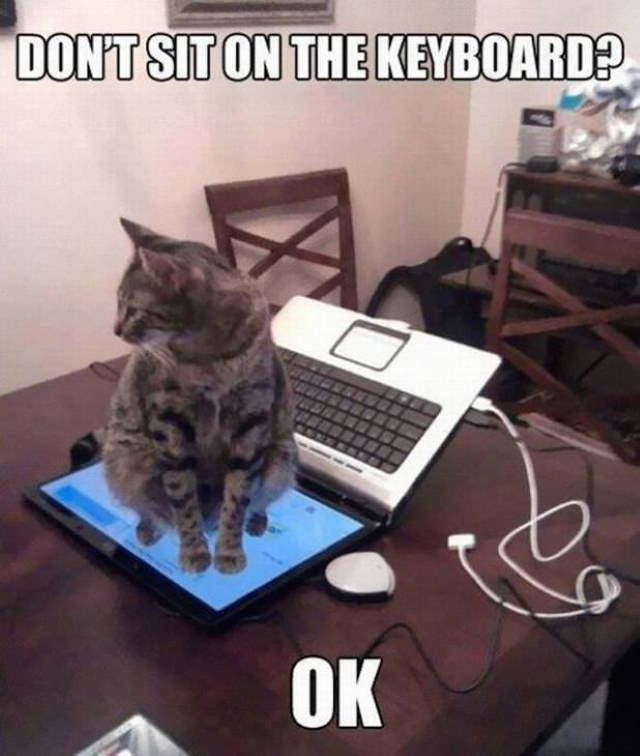 Shangrala's Cat Logic!