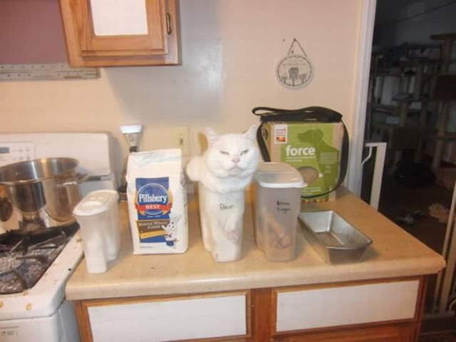 Shangrala's Cat Logic!