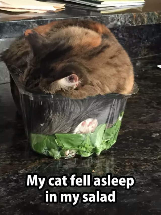 Shangrala's Cat Logic!