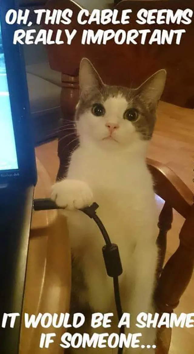 Shangrala's Cat Logic!