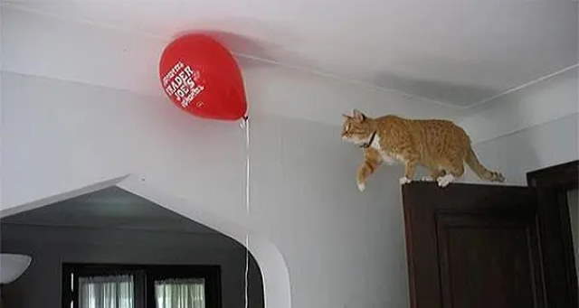 Shangrala's Cat Logic!
