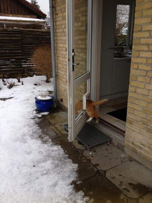 Shangrala's Cat Logic!