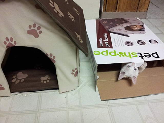 Shangrala's Cat Logic!