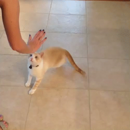 Shangrala's Cat Logic!
