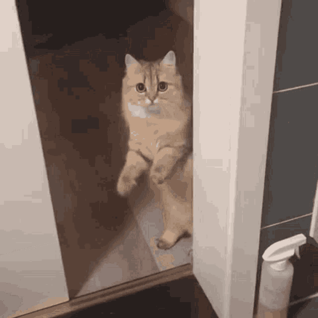 Shangrala's Cat Logic!