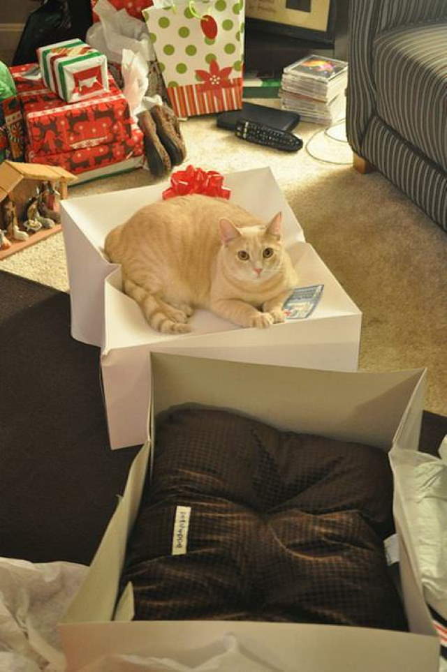 Shangrala's Cat Logic!