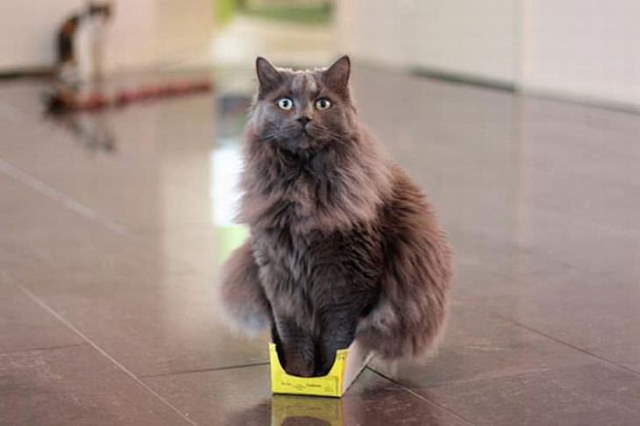 Shangrala's Cat Logic!