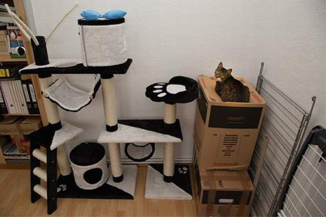 Shangrala's Cat Logic!