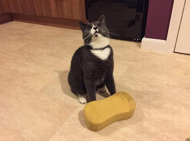 Shangrala's Cat Logic!