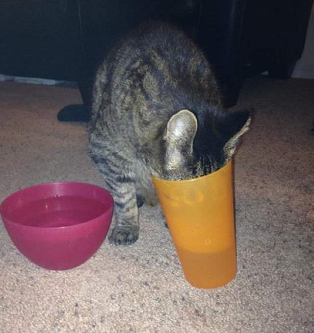 Shangrala's Cat Logic!