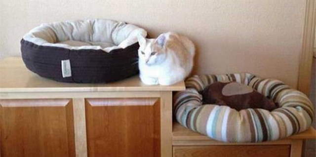 Shangrala's Cat Logic!